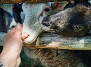 0-02-0a-125ec6aca2d397b998ba4c616213ea9a48c964dfd2079fd1e89d635566a28b02_dc7ca196